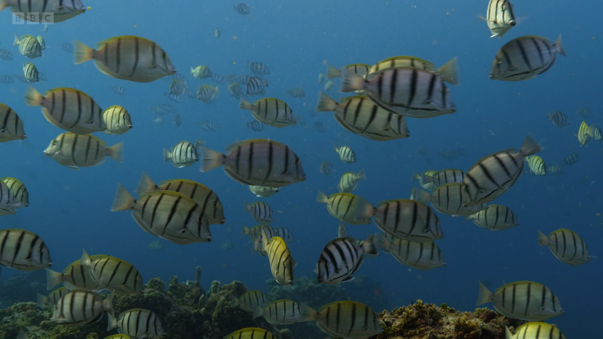 Convict tang (Acanthurus triostegus) as shown in A Perfect Planet - Oceans